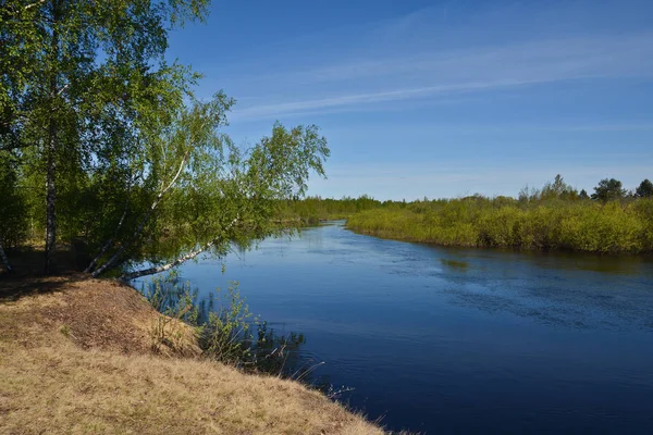 Våren vid floden skog. — Stockfoto