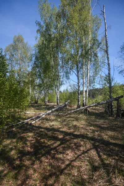 Birkenwald im Frühling. — Stockfoto