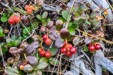 Yayla Putorana üzerinde Cowberry çalılar. 
