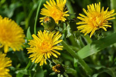 Bahar sarı dandelions.