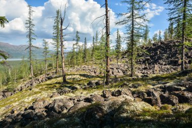 Dağ Tayga Putorana Plato üzerinde. 
