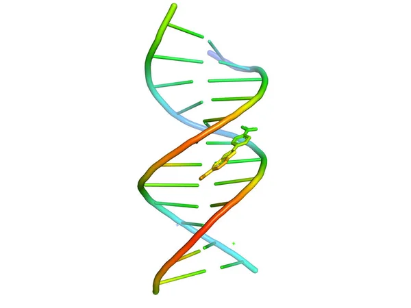 Modello 3D di DNA . — Foto Stock