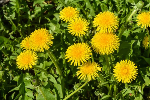 Våren gula maskrosor. — Stockfoto