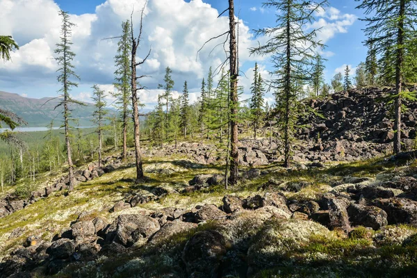 Dağ Tayga Putorana Plato üzerinde. 