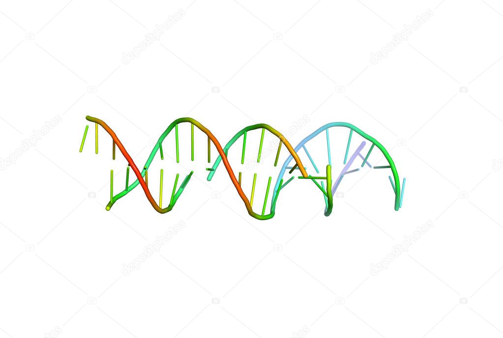 3D model of DNA.