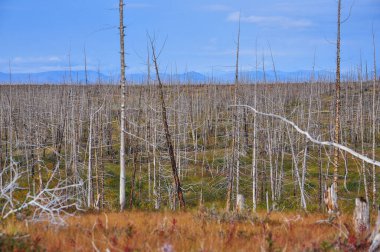 Ölü Orman, Norilsk Nikel Fabrikası tarafından öldürüldü.. 
