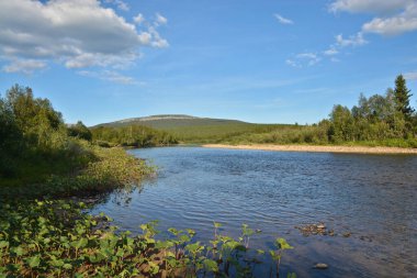 Virgin Komi ormanlar. 