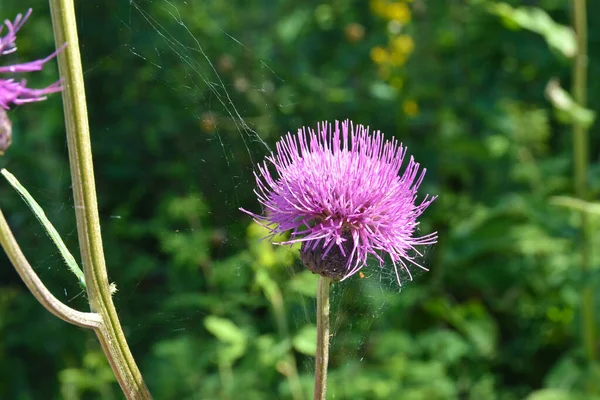 The Thistle flower. — Stock Photo, Image
