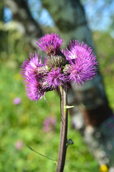 The Thistle flower. — Stock Photo, Image