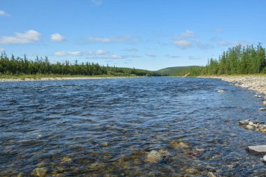 Yazın Kutup Uralları 'nda Tayga nehri.