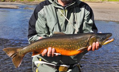 Başarılı balıkçılık, Arctic char. 