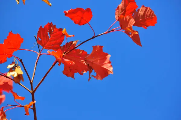 Rode bladeren tegen de blauwe hemel. — Stockfoto