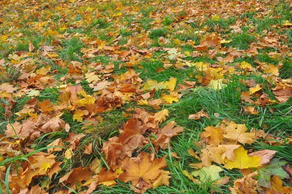 Fallen autumn leaves. — Stock Photo, Image