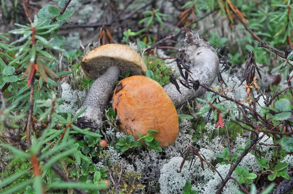 Cogumelos de álamo . — Fotografia de Stock