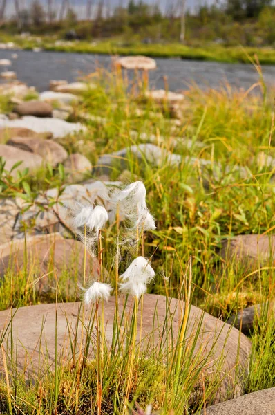 Cottongrass is a plant of Taimyr. — Stock Photo, Image