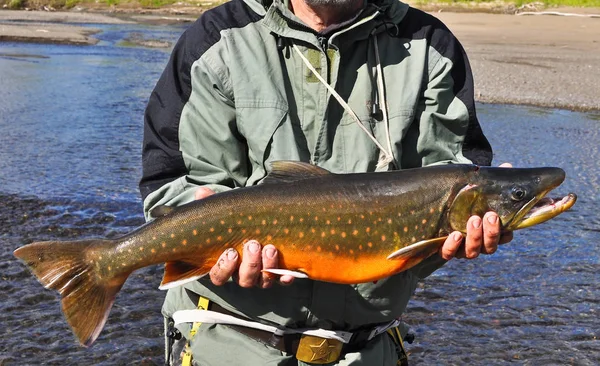 Successful fishing, Arctic char. — Stock Image Successful fishing, Arctic char. Stock Photo