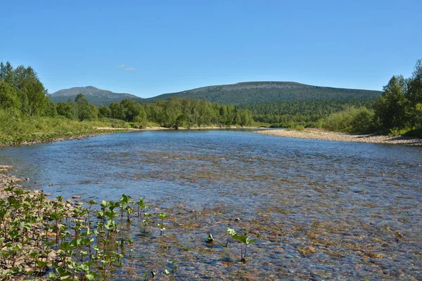 Virgin Komi ormanlar. 