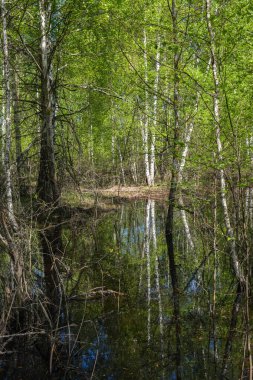 Bahar orman manzarası. 