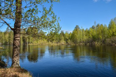 Bahar orman manzarası. 