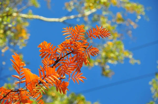 Время падения листьев - яркие листья на ветвях . — стоковое фото