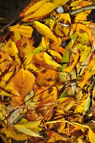 Fundo das folhas de outono caídas . — Fotografia de Stock
