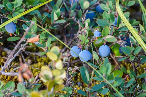 Reife Blaubeeren. — Stockfoto