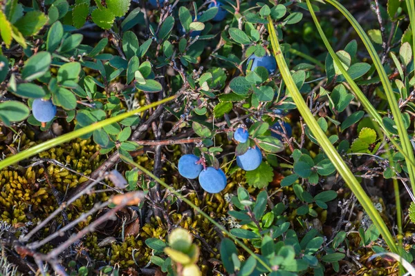 Reife Blaubeeren. — Stockfoto