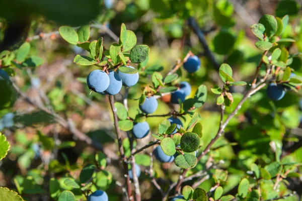 Reife Blaubeeren. — Stockfoto