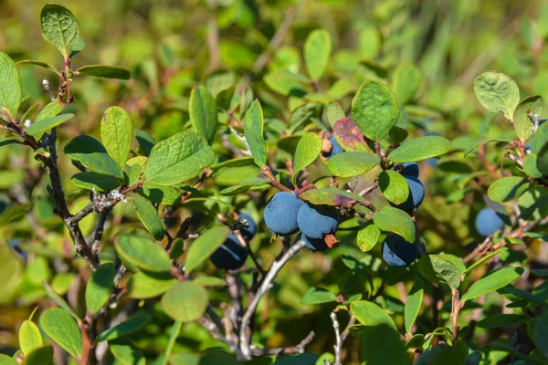 Reife Blaubeeren. — Stockfoto