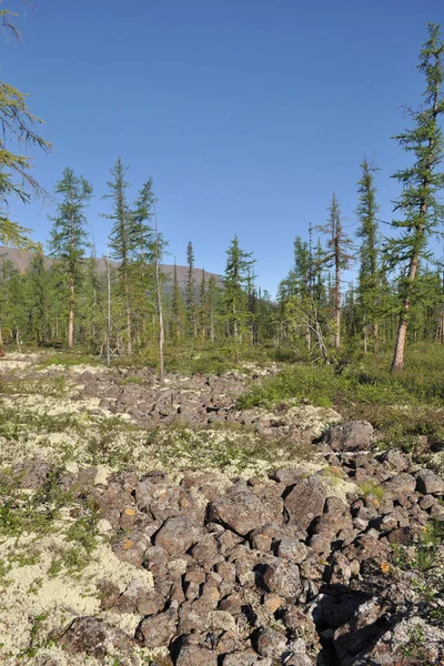 Bergtaiga auf dem Putorana-Plateau. — Stockfoto