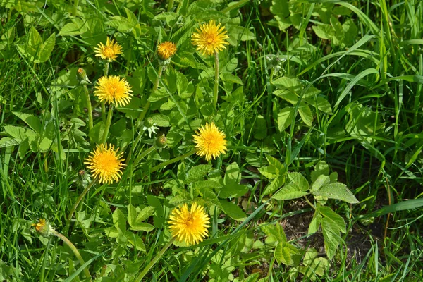 Yellow dandelions on a may meadow. — Stock Photo, Image