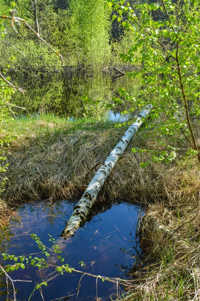 Frühlingswaldlandschaft. — Stockfoto