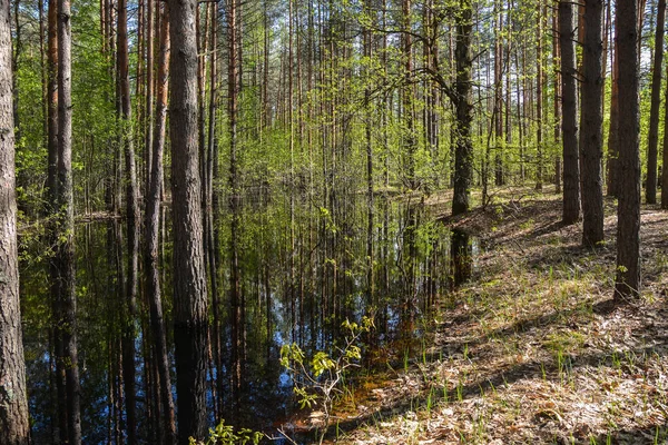 봄 숲 풍경. — 스톡 사진