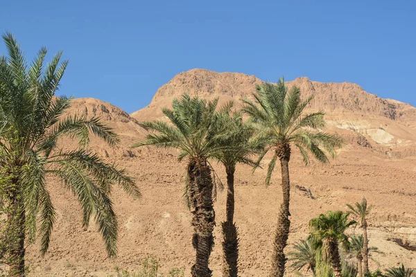 Judean desert in the east of Israel. — Stock Photo, Image