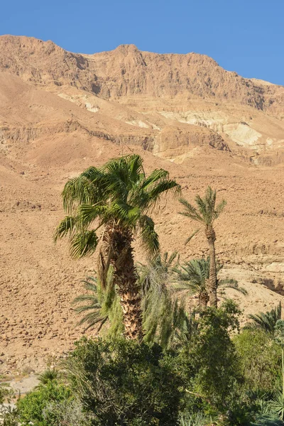 이스라엘 동쪽에 있는 유다 사막. — 스톡 사진