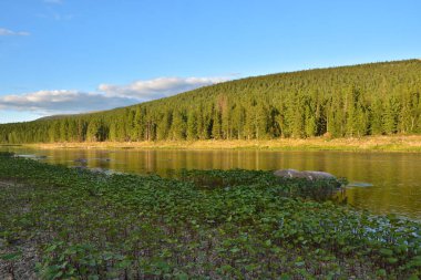 Virgin Komi ormanlar, nehrin Shchugor. 