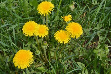 Sarı dandelions. 
