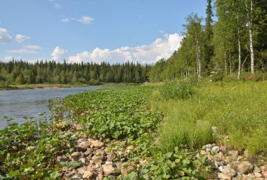 Yugyd Va Ulusal Parkı 'nda yaz.. 