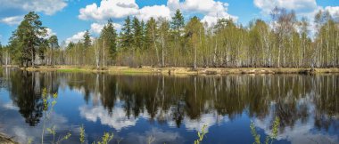 Mayıs 'ta Meshchersky Ulusal Parkı.