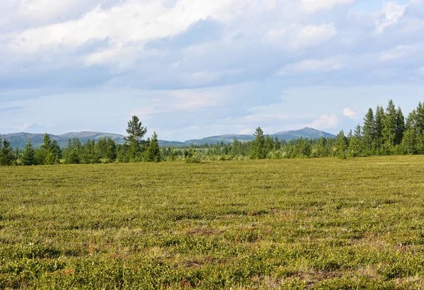 Tundra van het schiereiland Yamal. — Stockfoto