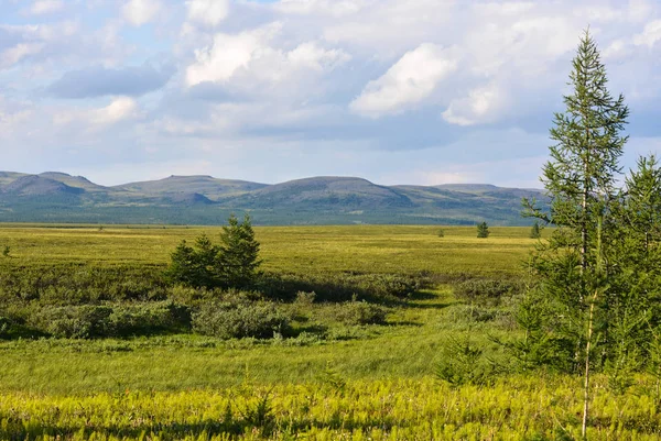 Tundra van het schiereiland Yamal. — Stockfoto