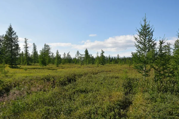 Tundra da Península de Yamal . — Fotografia de Stock