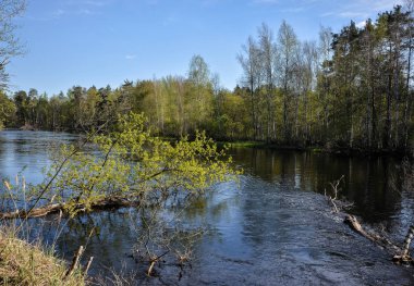 Spring, PRA river in Meshchersky national Park.