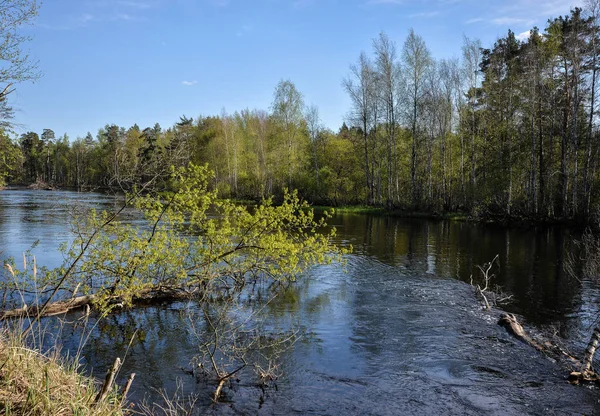Printemps, rivière PRA dans le parc national Meshchersky . — Photo