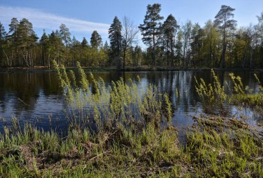 Spring, PRA river in Meshchersky national Park.