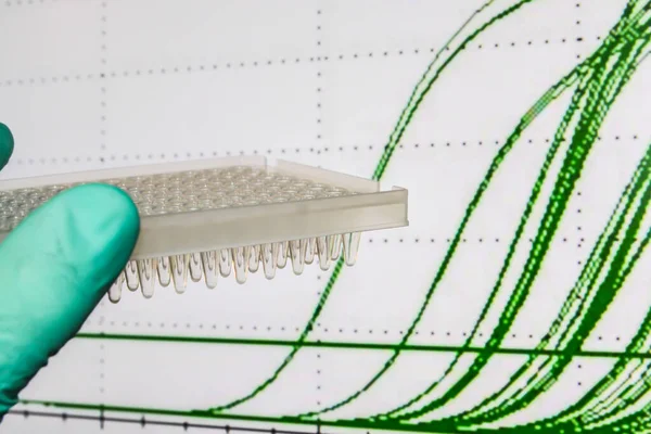 Research method real-time PCR. 96-well plate on the background of amplification curves.