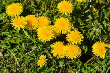 Sarı dandelions bahar çayırda çiçek açan.