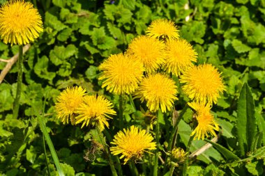 Sarı dandelions bahar çayırda çiçek açan.