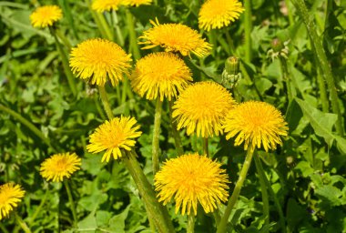 Sarı dandelions bahar çayırda çiçek açan.