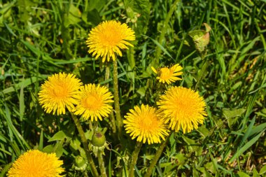 Sarı dandelions bahar çayırda çiçek açan.